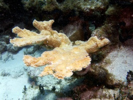 Elkhorn Coral IMG 3270